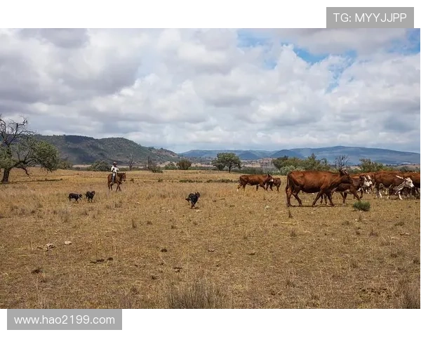 澳大利亚牛仔在牧人竞技大赛中表现卓越展现传统技艺与现代竞技魅力